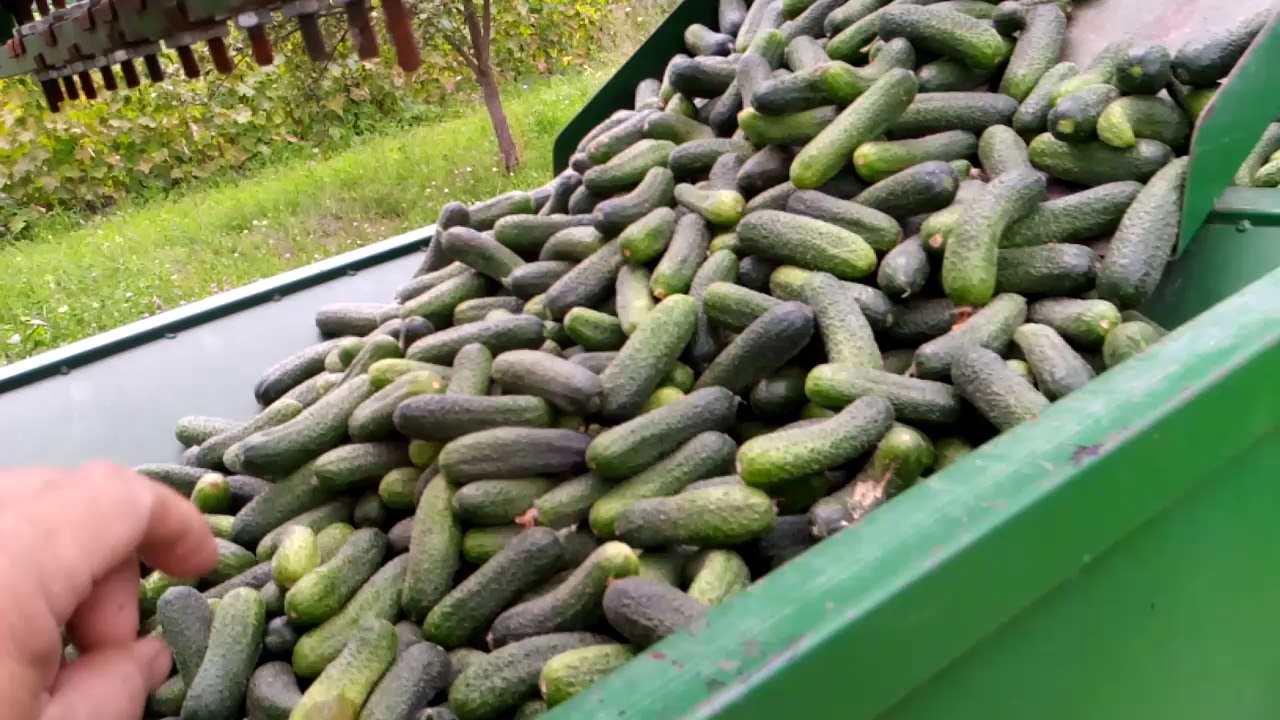 5 000 méter uborka