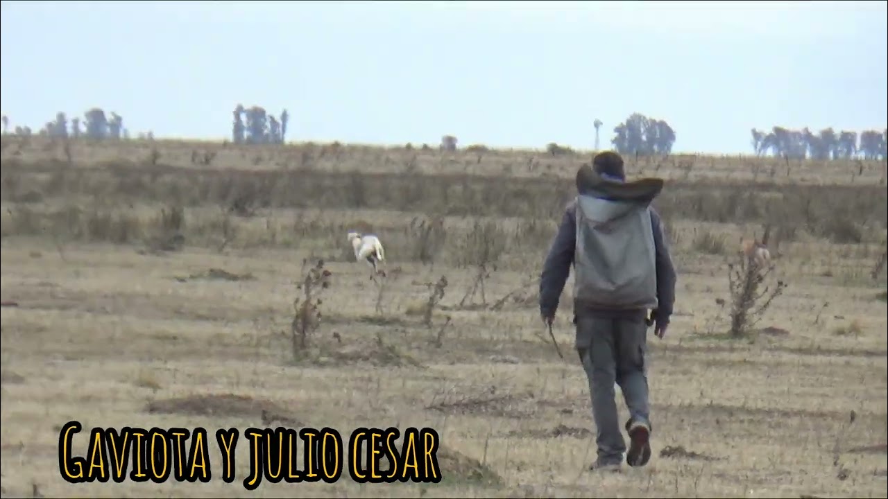 Galgos vs liebre (MARCO, GAVIOTA Y JULIO CESAR) temporada 2025 segunda parte 