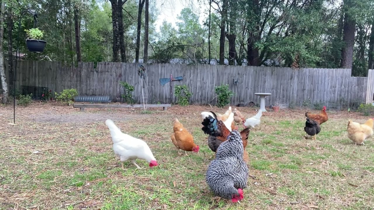 Happy Backyard Chickens- Turn Volume Up! #chickens #backyardchickens #simplelife #simple 
