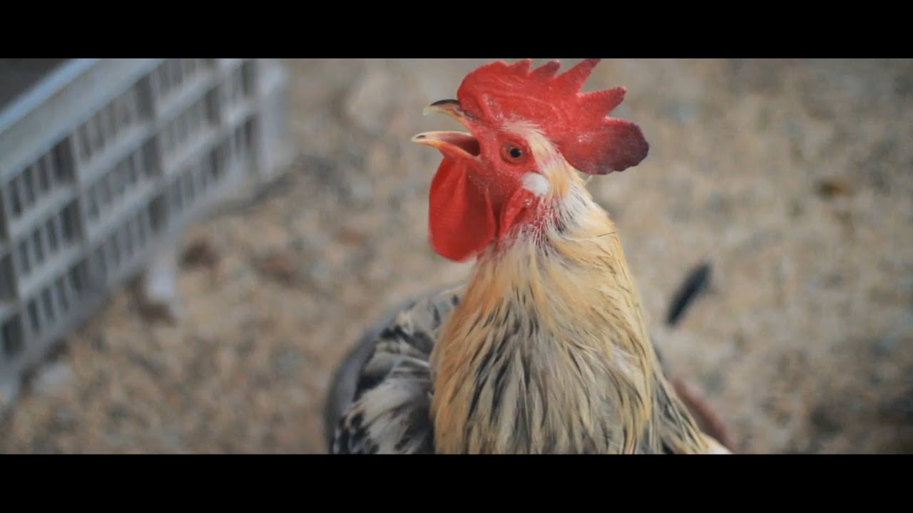 Monsieur Doumani: A Documentary