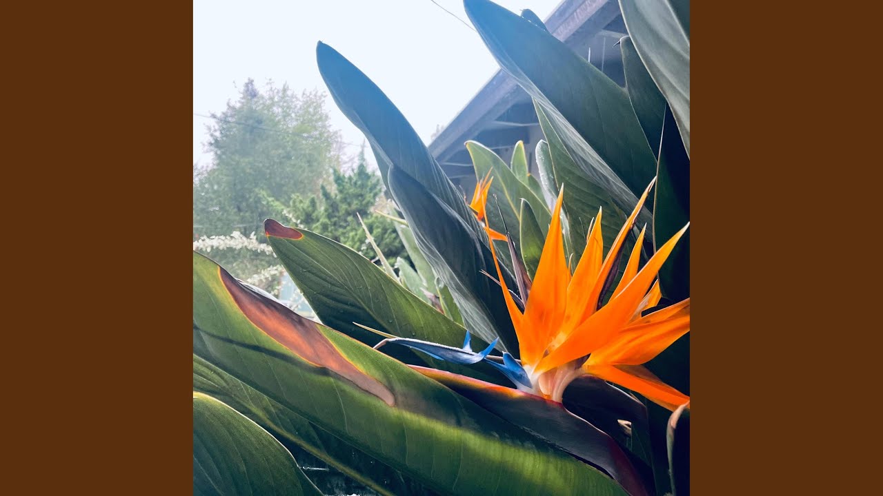 BloomN