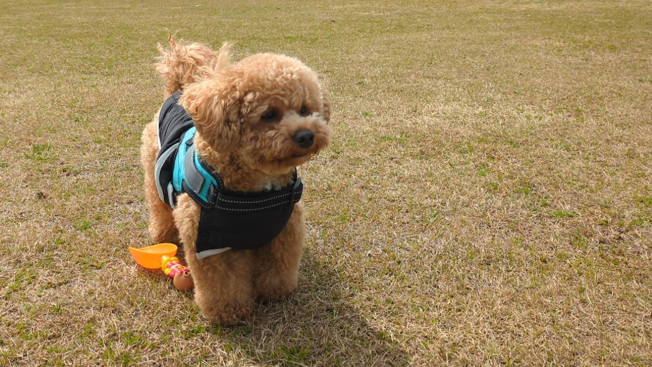 原っぱに連れて行きました　We took him to a wide field