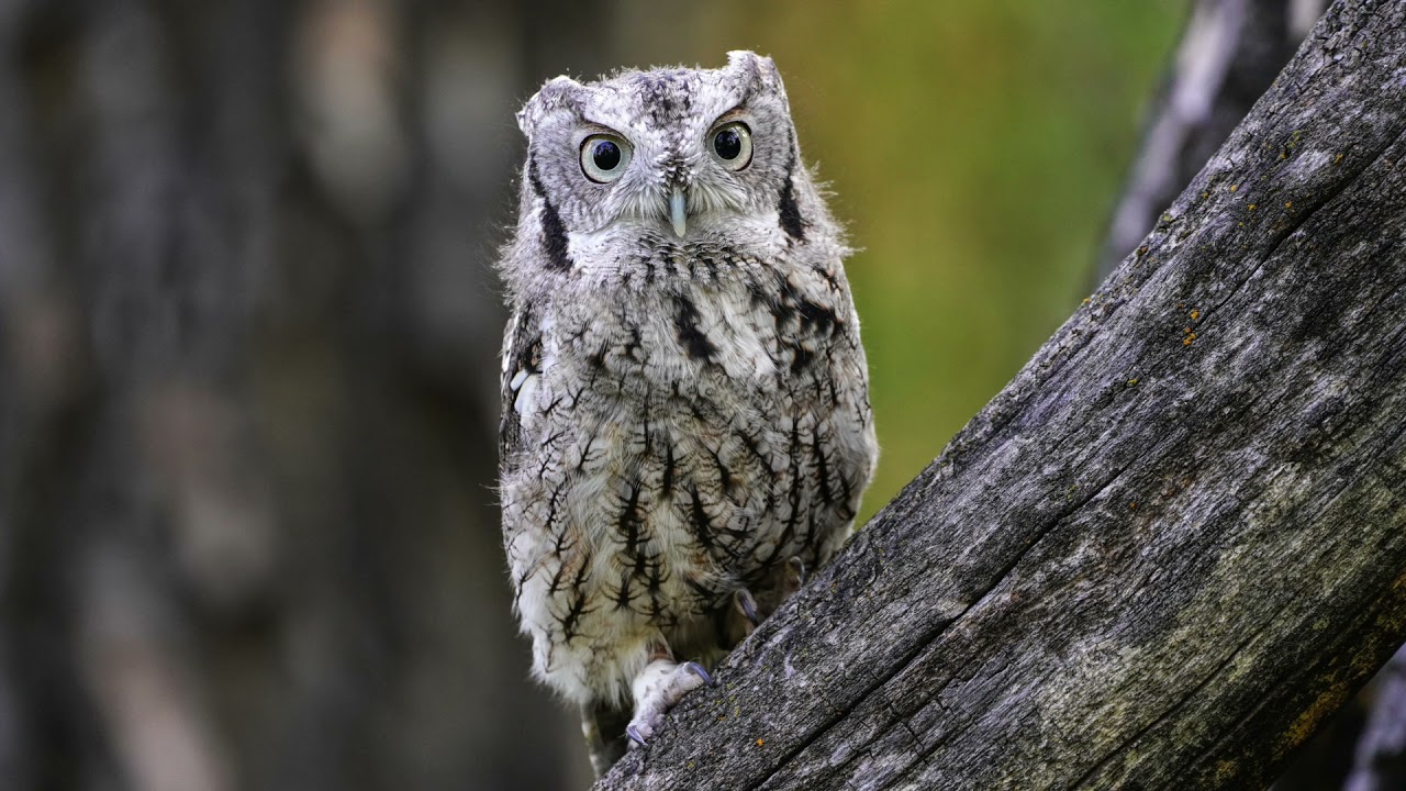 The sound of a western screech owl
