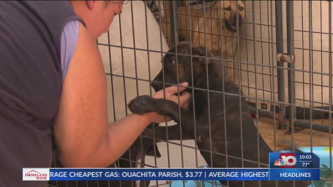 Inflation affects people with pets and return them to overcrowded shelters