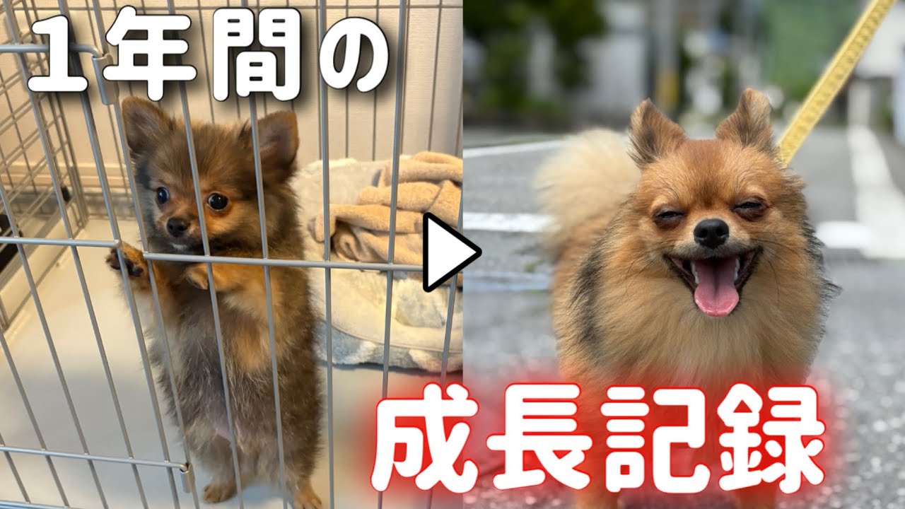【ポメチワ】可愛すぎる子犬が1歳になりました