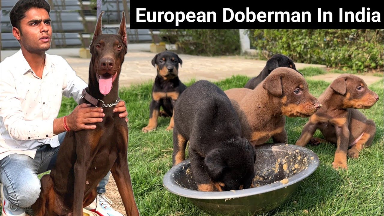 European Doberman देखकर मजा ना आए तो बोलना | European Doberman In India