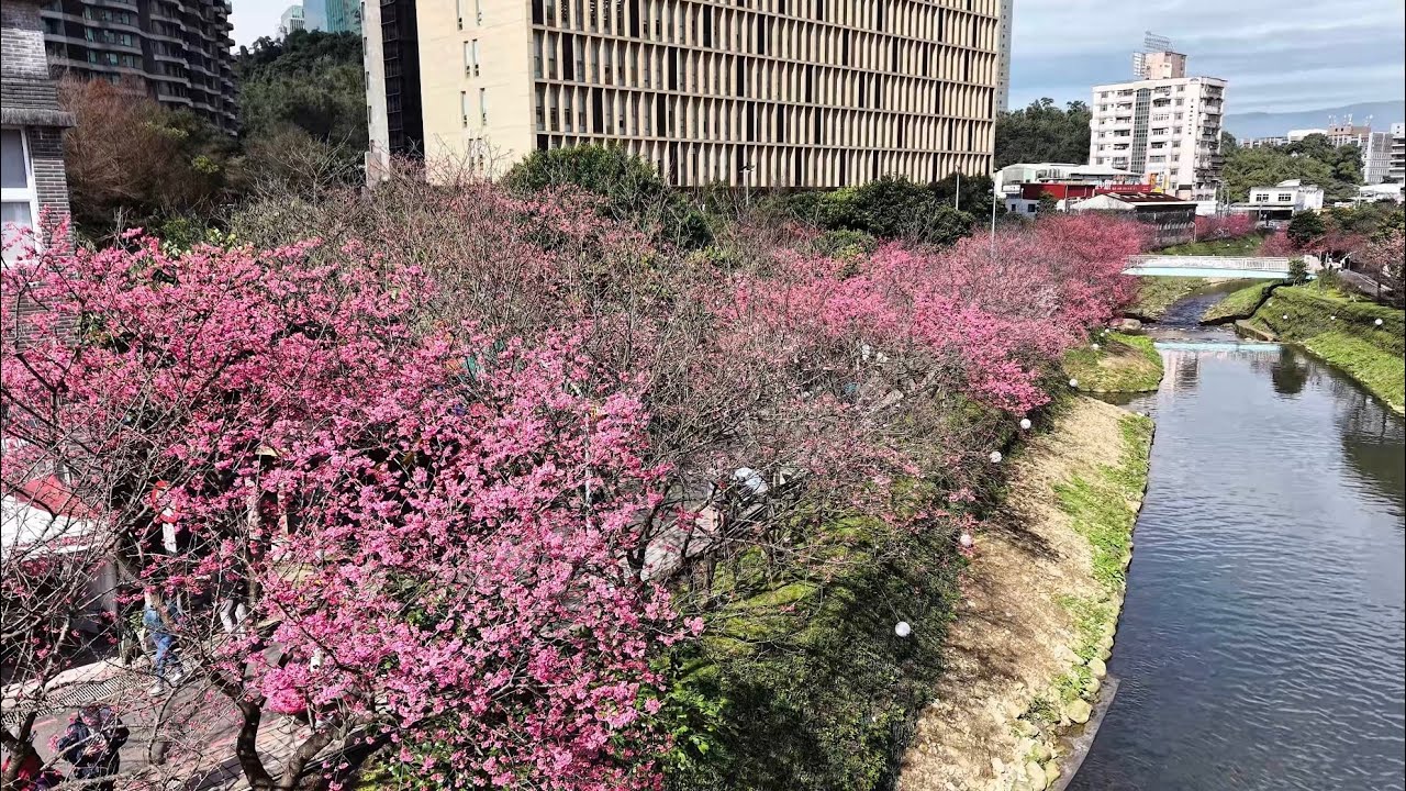 賞櫻花 2026汐止文化櫻花季🌸 康誥坑溪 空拍 4K / Taiwan New Taipei City Xizhi Culture Cherry Blossom Festival 