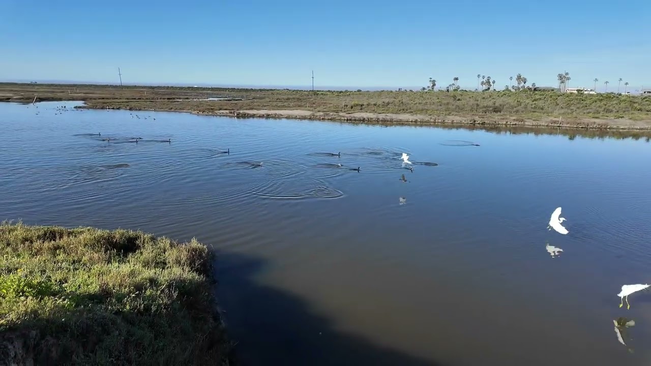 🦜평화로운 샌디에고 샌 앨리요 라군 Sna Diego San Elijo Lagoon🐦도마뱀 추가🦎