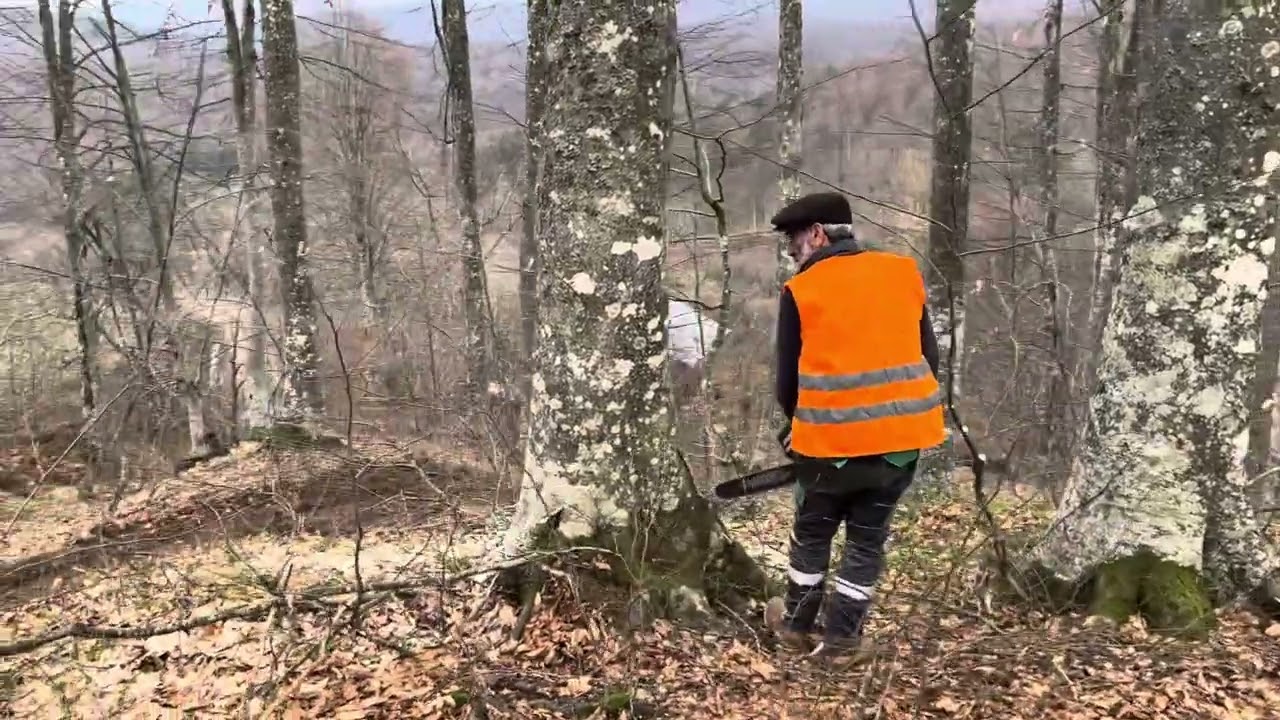 Büyük Kayın Ağacı Kesimi 😱 - Arık Group