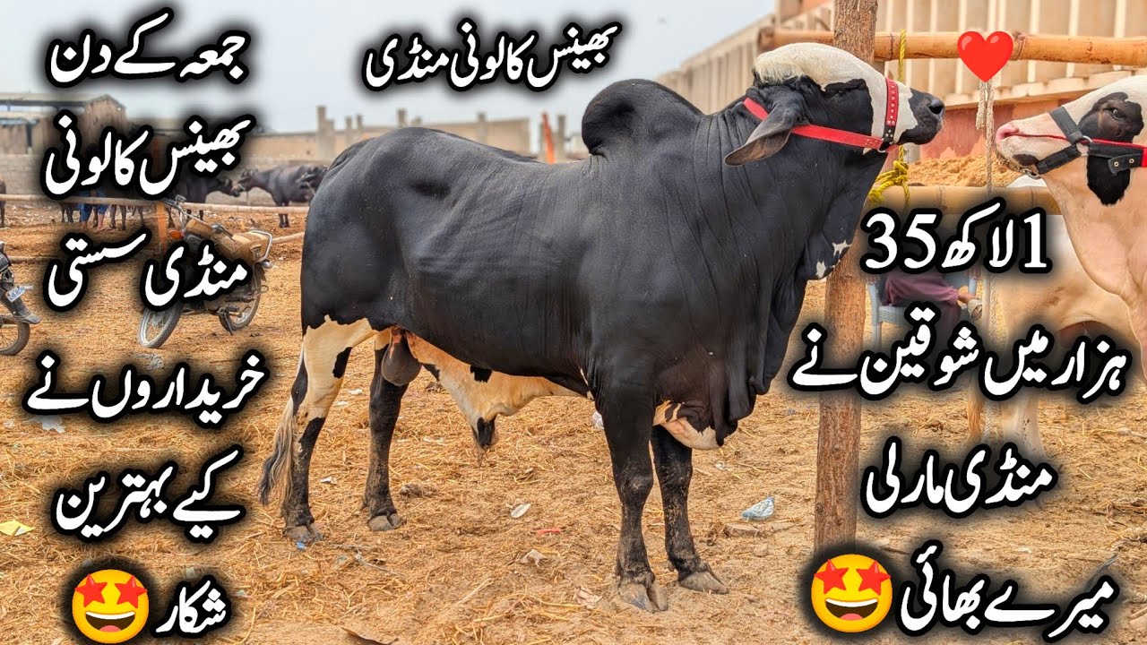 Bhains Colony Mandi Karachi Cattle Latest Rates & Soday Friday 10 April 2026 || Bakra Eid Season2026