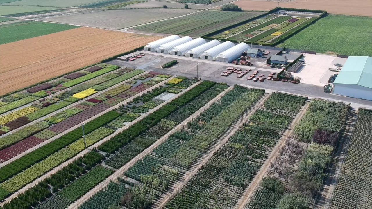 Szkółka Piech 2019