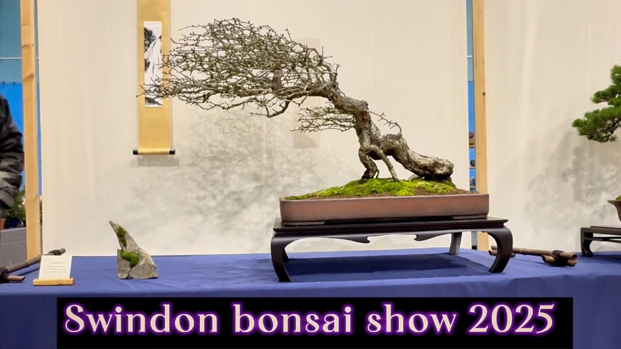 Swindon winter bonsai show 2025