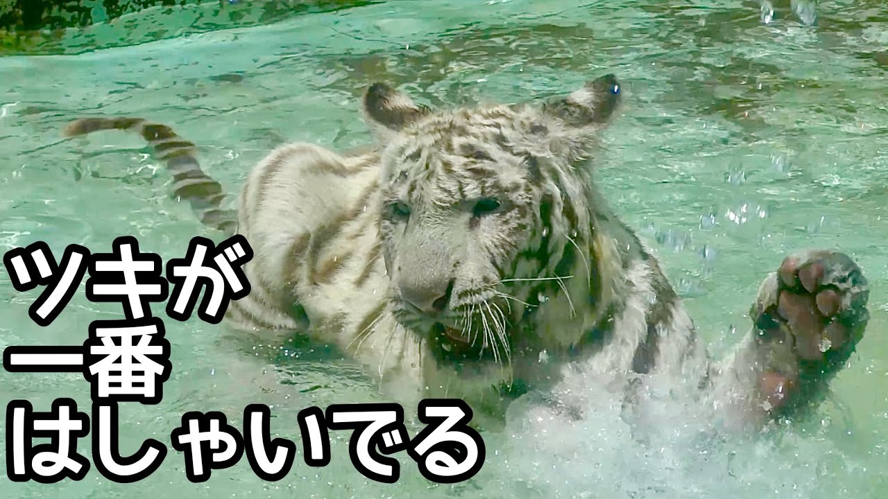 月ちゃんの水遊びが終わらない【伊豆アニマルキングダム】White tiger Tsuki-chan Izu Animal Kingdom 