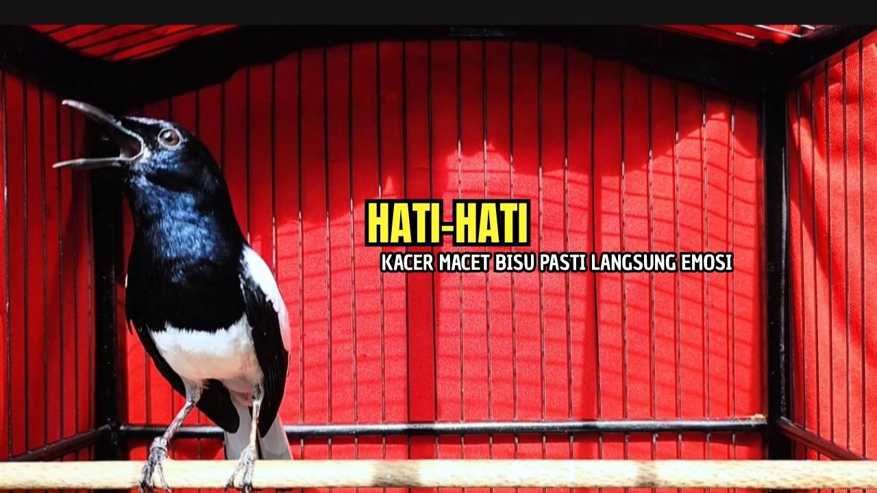 PANCINGAN KACER bahan SUSAH bunyi, KACER GACOR NGEPLONG bikin KACER MANAPUN ikut GACOR