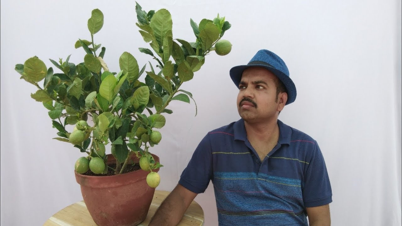 How to fertilize lemon plants in blooming stage?