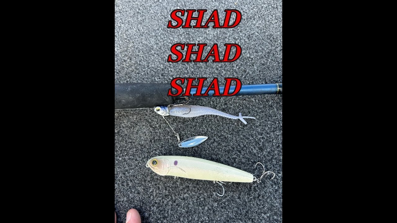 Shad Shad Shad!!! The key to great fall time fishing has arrived with the shad moving shallow