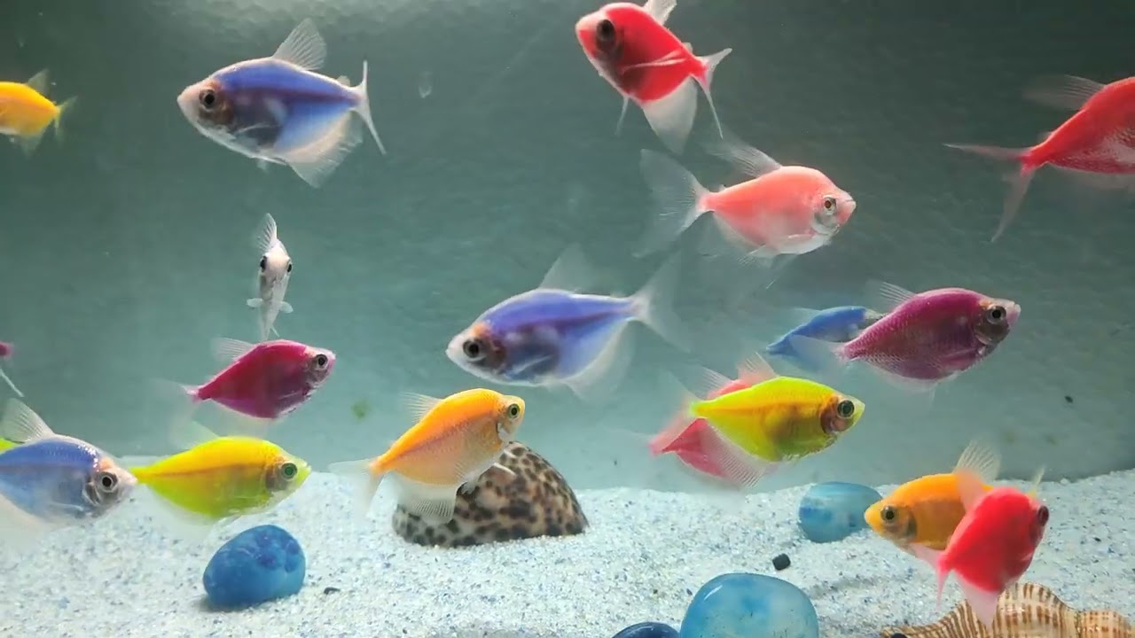 Tetra fish , short tail red moli  in 1.5 ft aquarium 