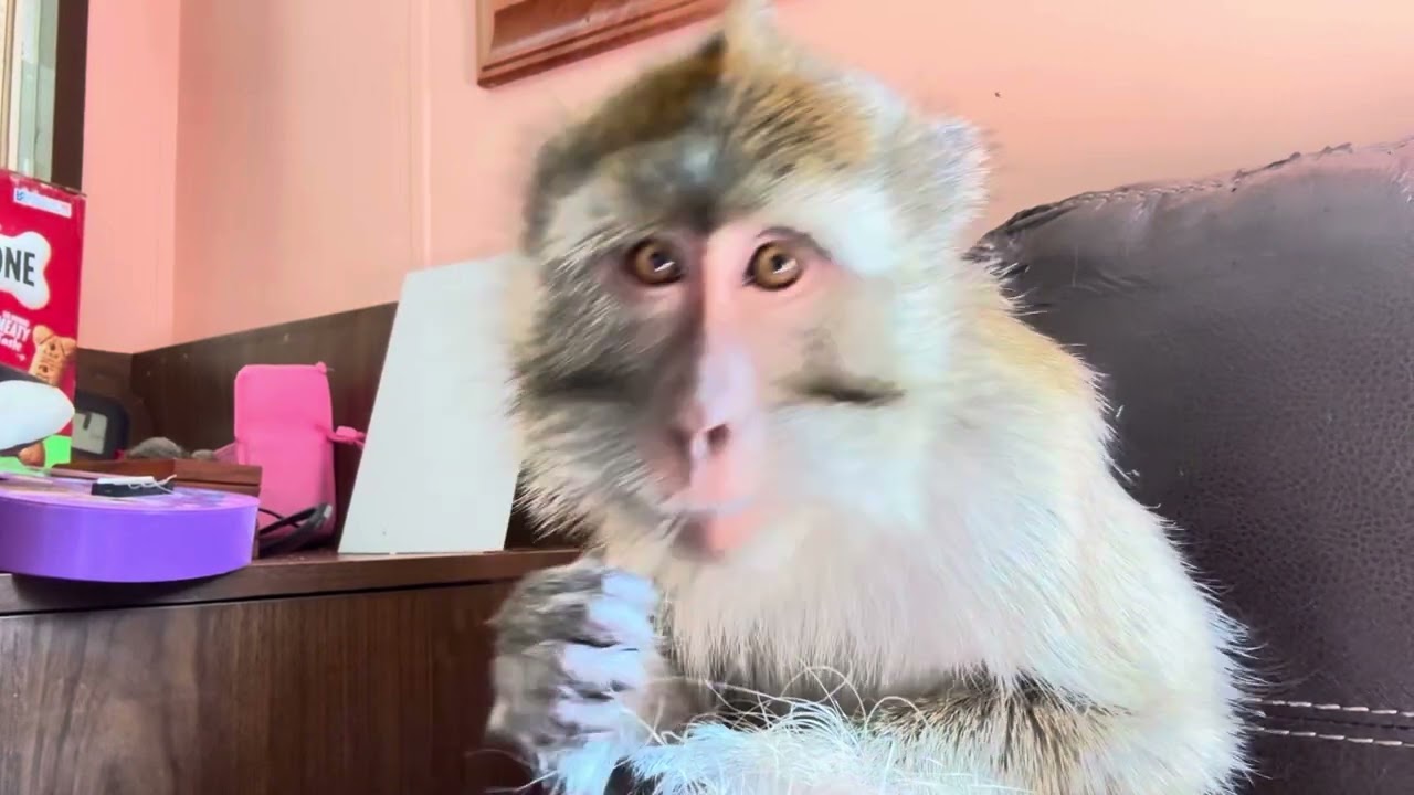 Pet Monkey Petting Her Pet Human ASMR