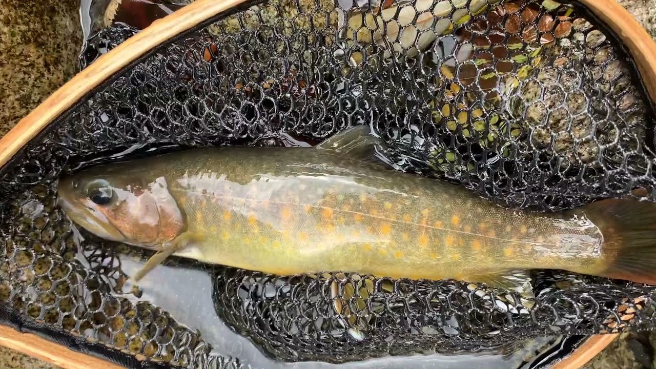 Mountain stream trout  fishing