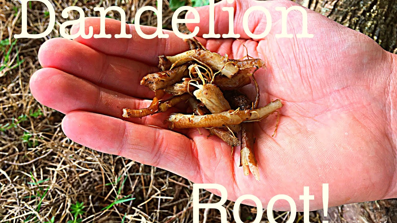 How to eat Dandelion Root