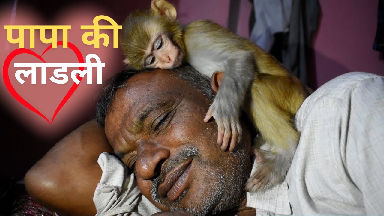 Gori पापा से बहुत प्यार करती है - #monkey #funny #monkeybaby #cute @Ranivlogrbl