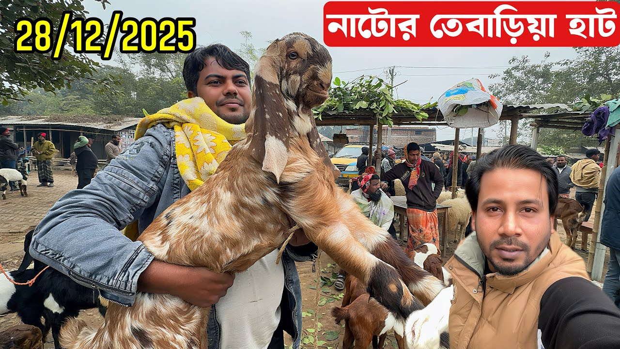 তীব্র শীতে নাটোর তেবাড়িয়া হাটে ছাগলের দাম কেমন যাচ্ছে দেখুন 