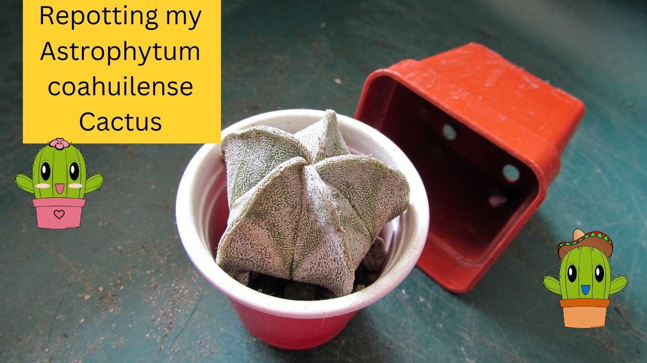Repotting my Astrophytum coahuilense Cactus #cacti #cactus #cactusplant