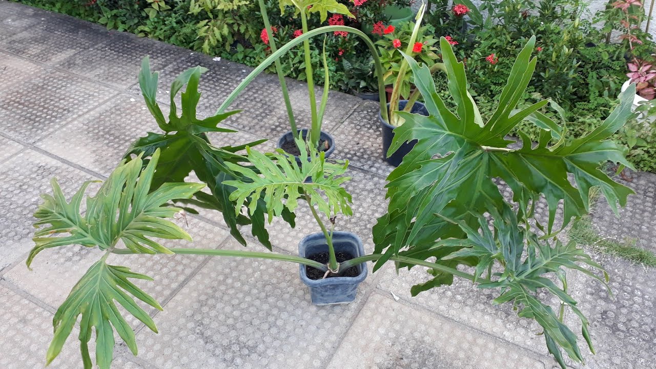 Novas mudas de Guaimbê 