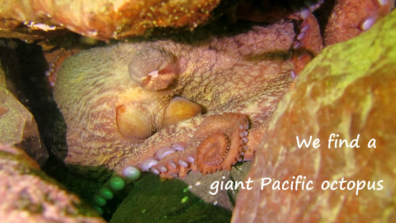 Saltwater Park - Sea Lion and Giant Pacific Octopus