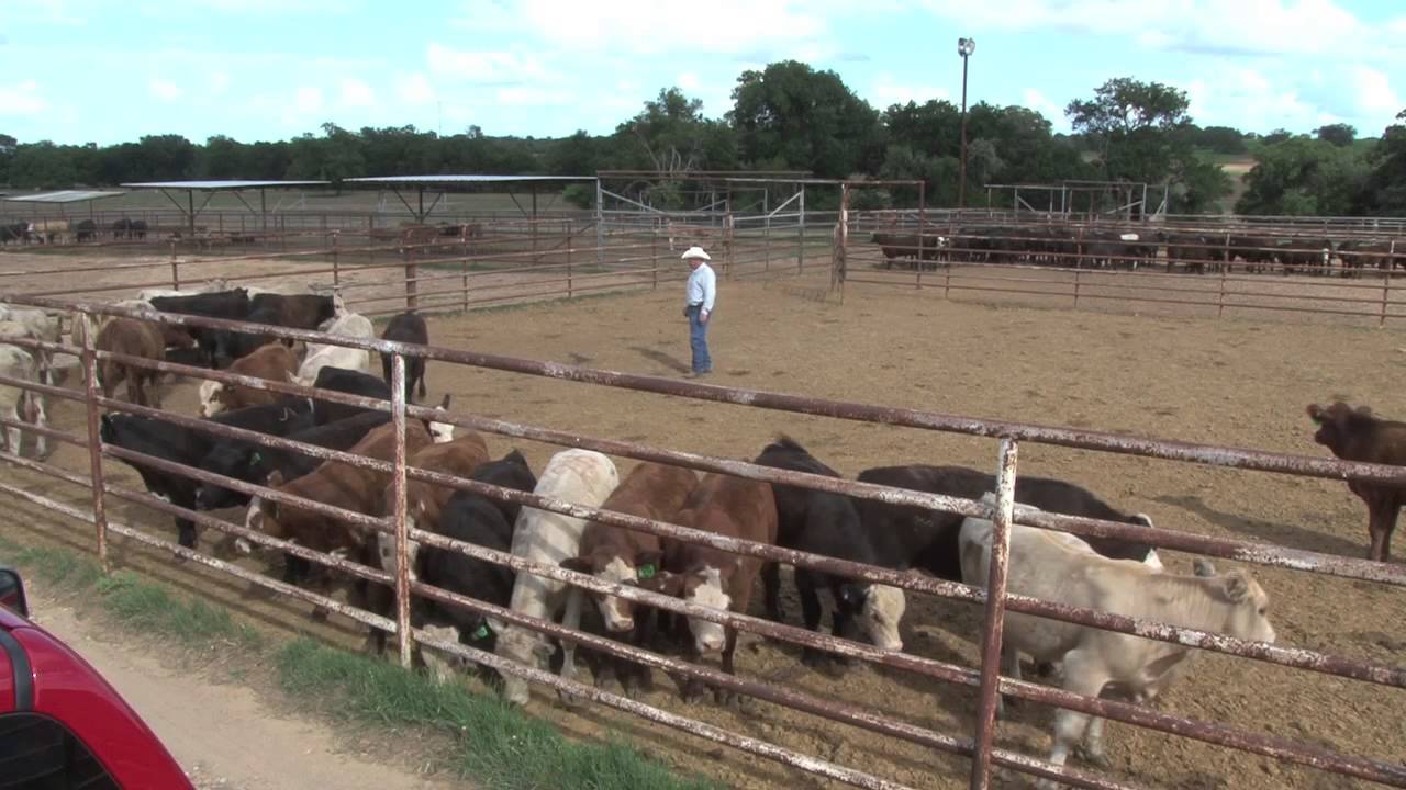 Armstrong Acclimation of Cattle
