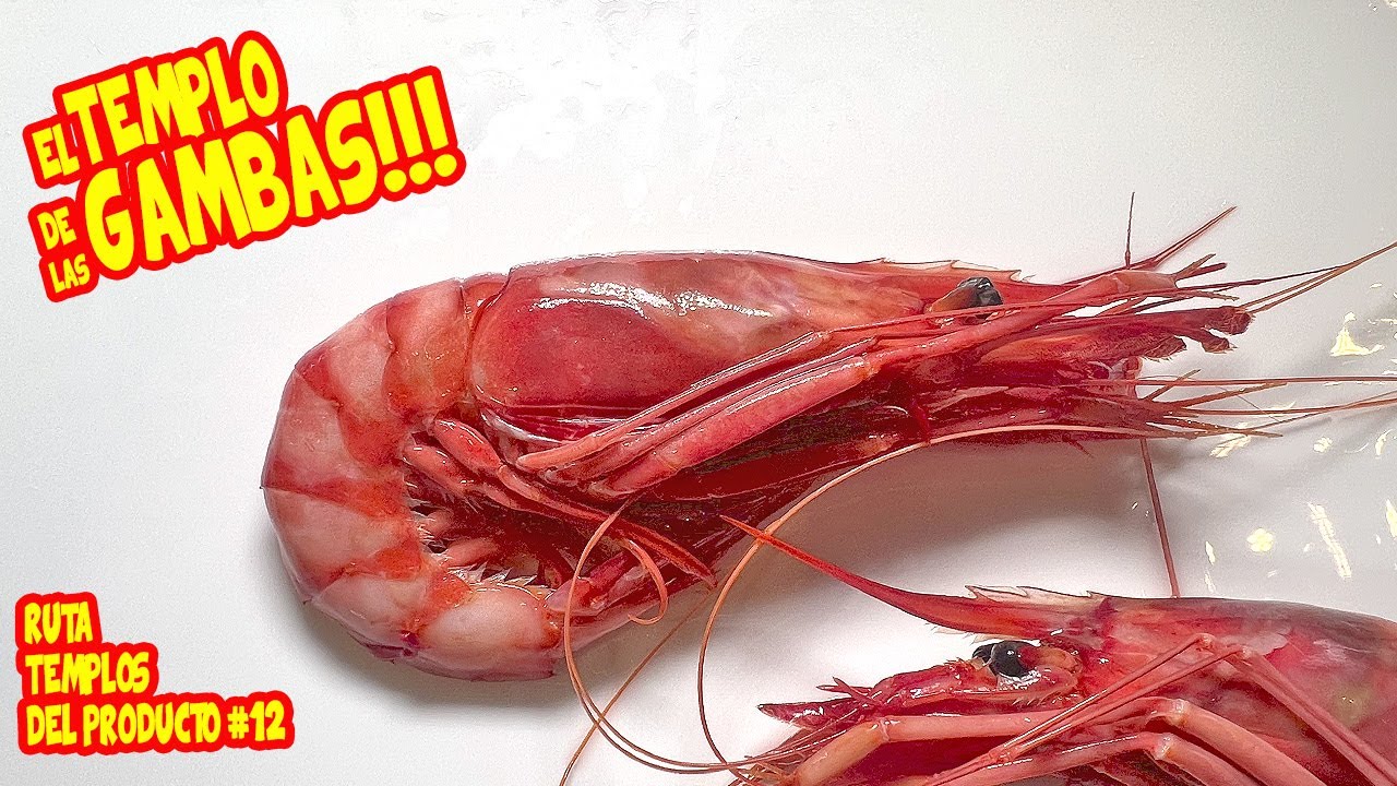 visitando EL TEMPLO DE LAS GAMBAS: las MÁS DELICIOSAS que he PROBADO | ruta Templos del Producto #12