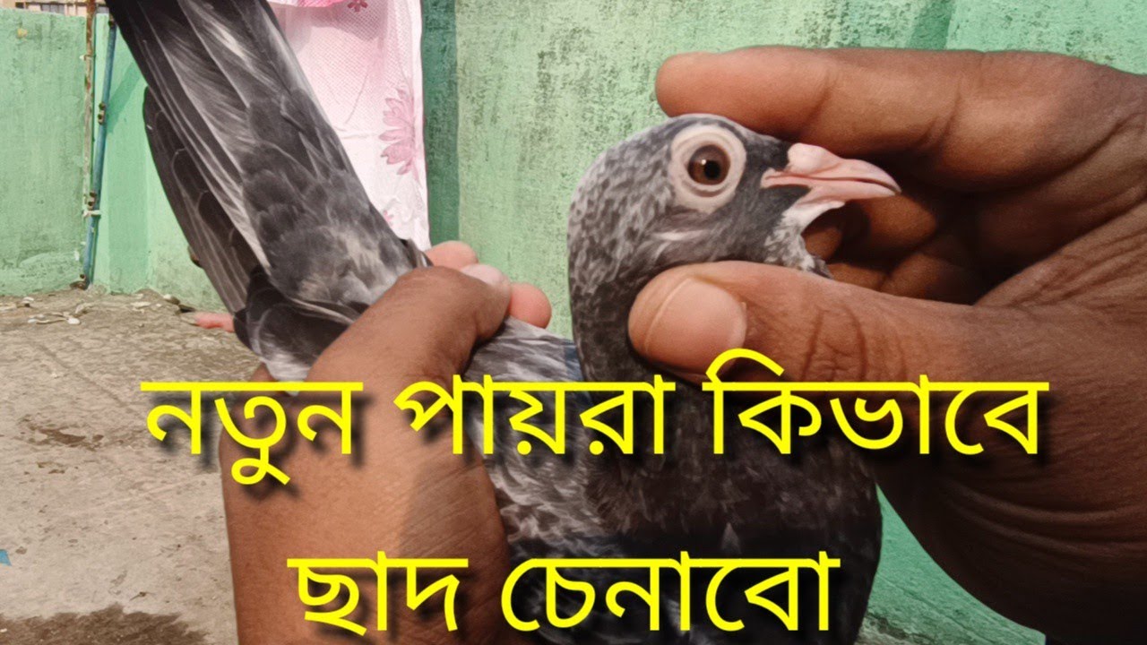 NEW PIGEON HOME SETTING PIGEON CHAD SETTING