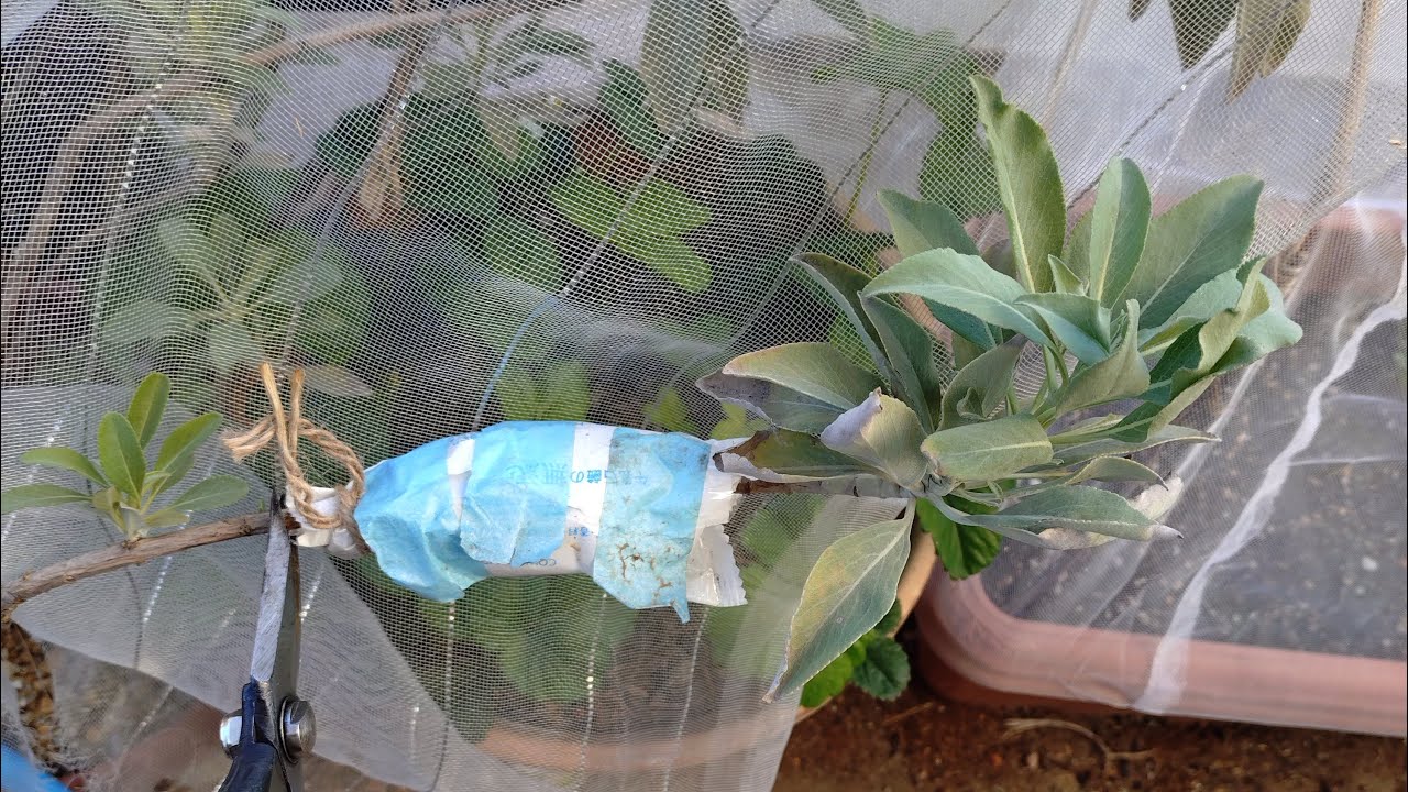 【ホワイトセージ】取り木に成功！ビニールポットへ植え付け