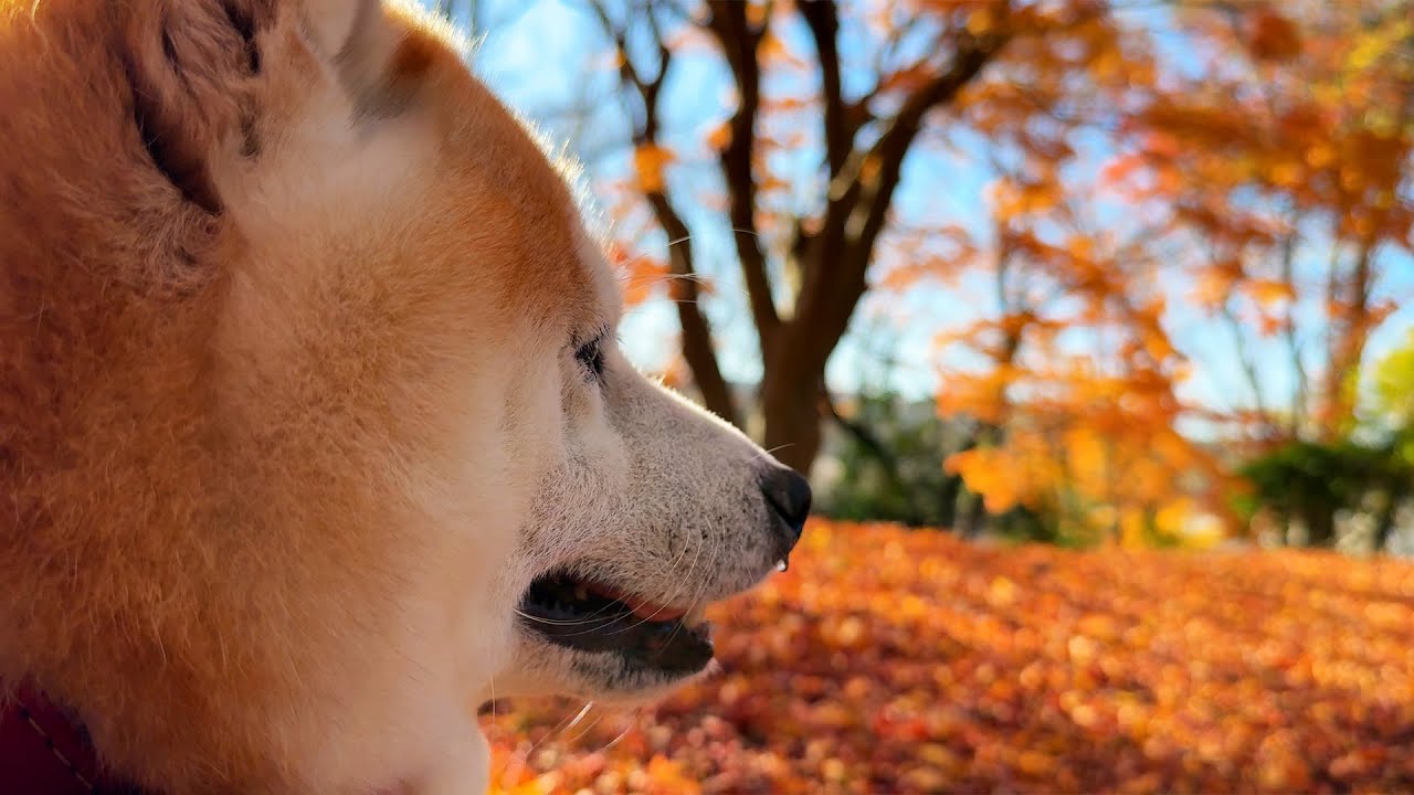 紅葉の中ここ最近で一番りりしい顔でたたずむも、鼻から鼻水がちょろりと垂れている柴犬