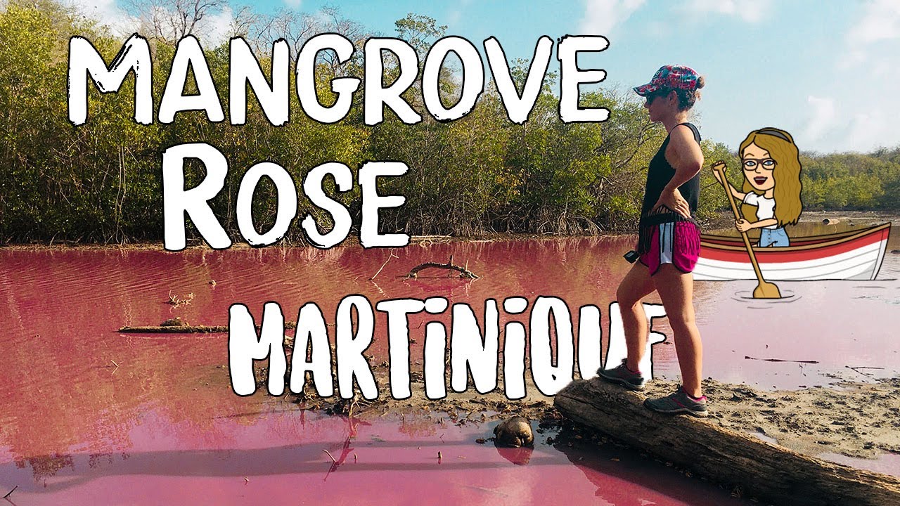 MANGROVE ROSE AU DIAMANT EN MARTINIQUE - TRAVELWITHMANON