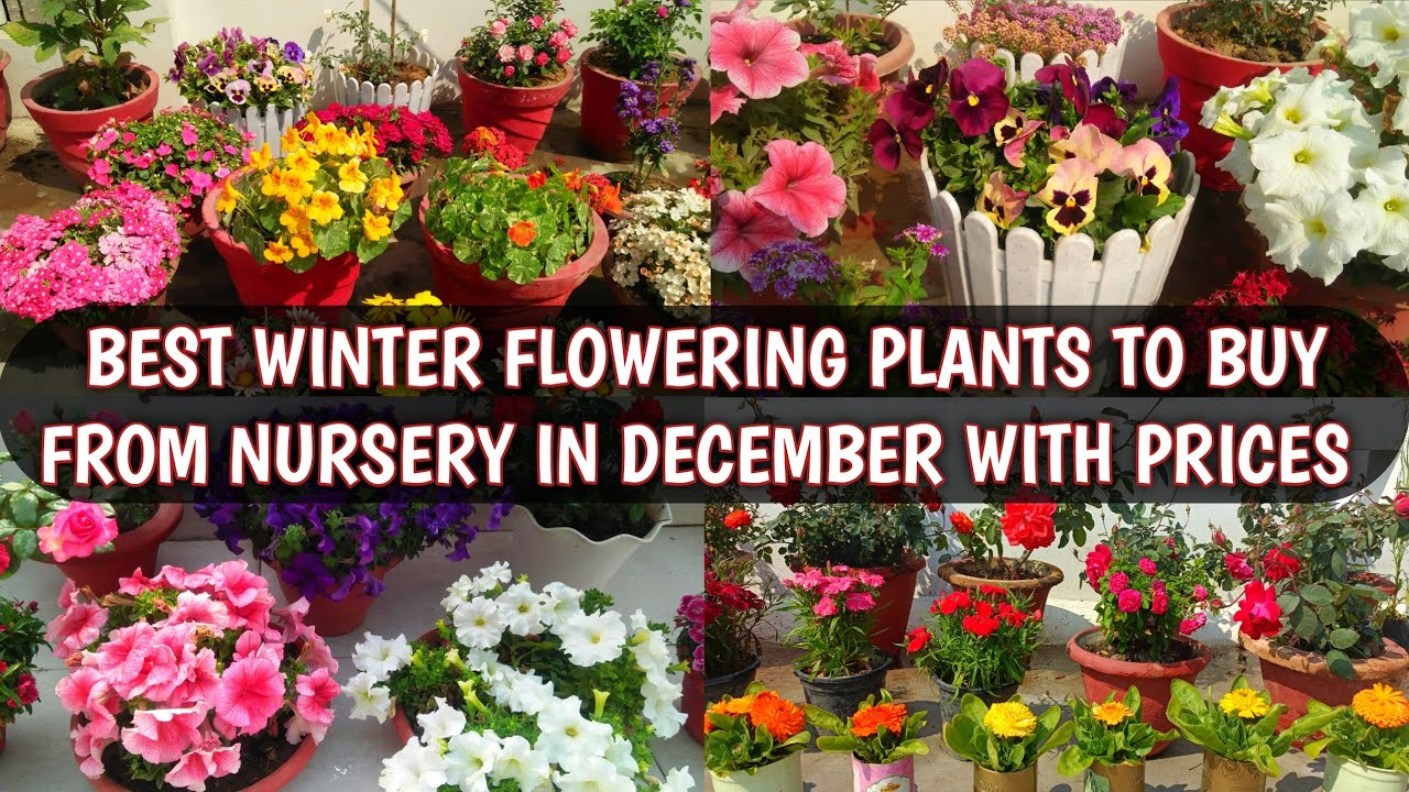 BEST WINTER FLOWERING PLANTS TO BUY FROM NURSERY IN DECEMBER WITH PRICES | BEST WINTER FLOWERS 🌹😍