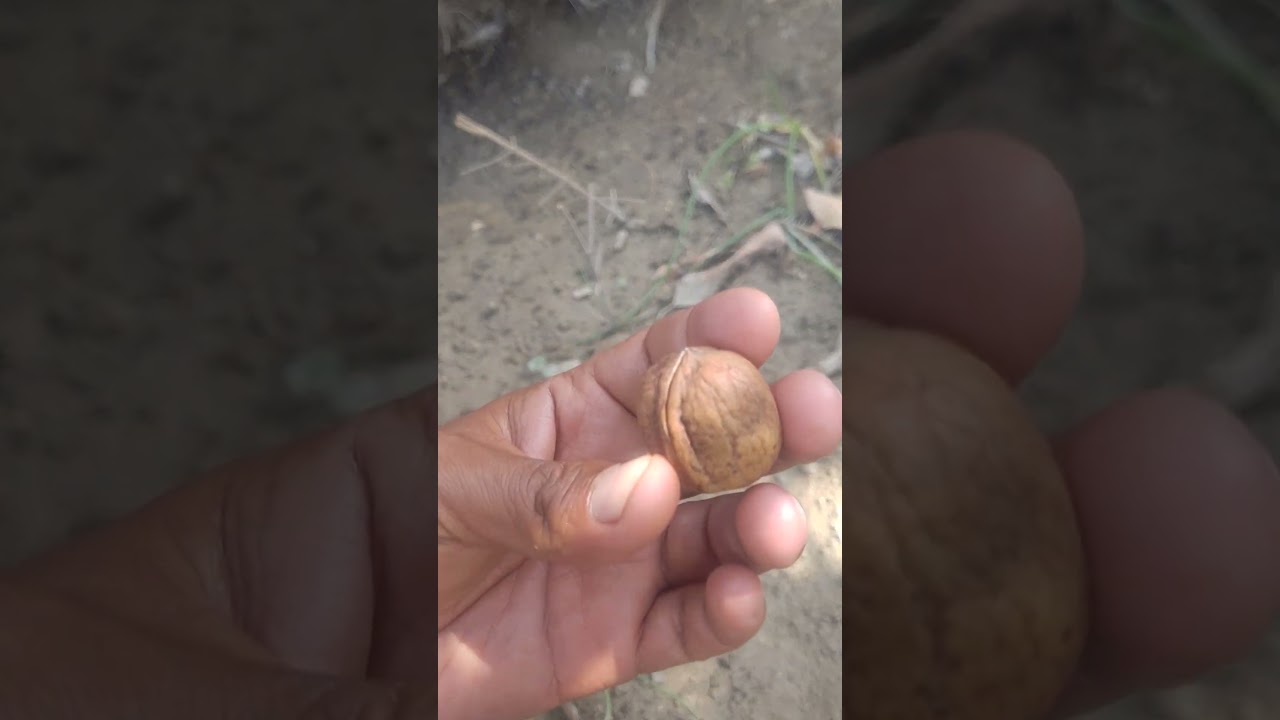 How To Grow Walnut Seed .#dryfruits #shorts #short #walnut #howtogrow #fruit #nature #farming #4k
