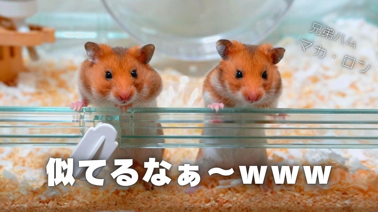 シンクロ率高めな兄弟ハムスター達ｗ
