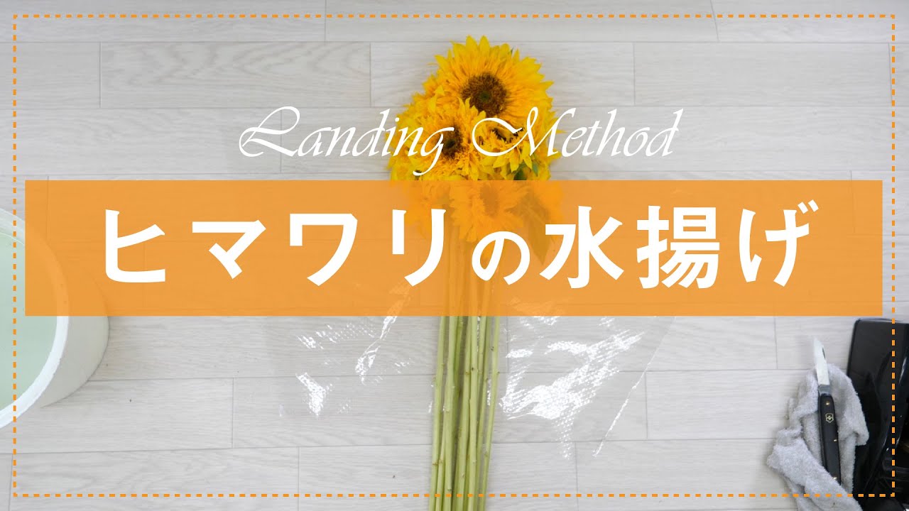 【水揚げ】ひまわりの水揚げ・長持ちさせる秘訣はこの水揚げ方法にあります！