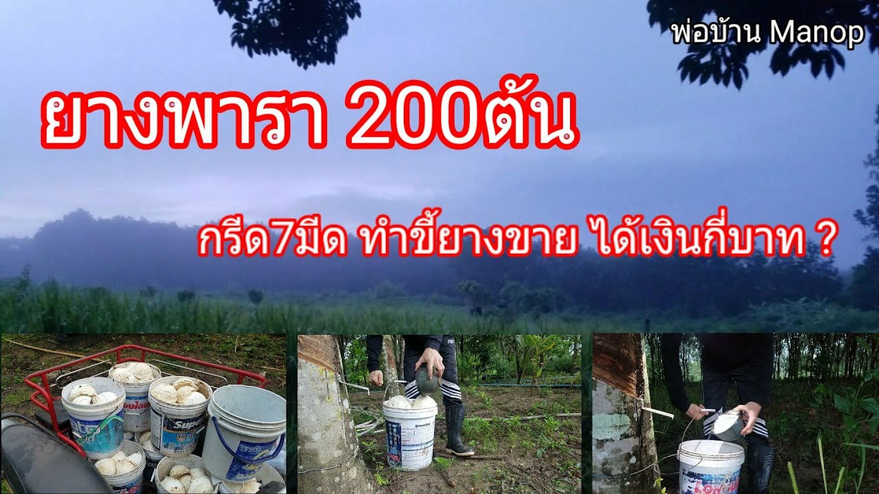 ยางพารา200ต้น ทำขี้ยางขายได้เงินกี่บาท