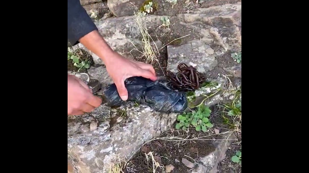 “Unbelievable Discovery: Excavator Unearths Ancient Gold Statues & Treasure Hoard!”