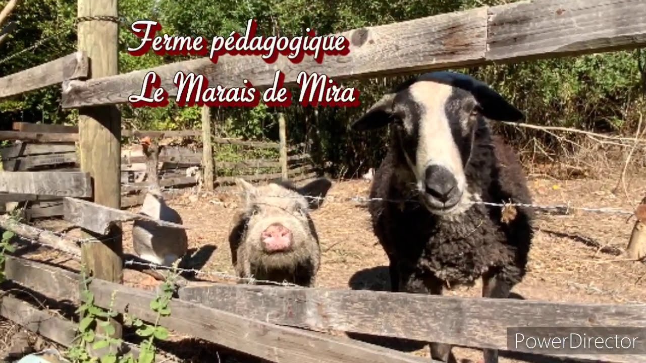 Ferme p&eacute;dagogique le marais de Mira, avec Marion et Rached