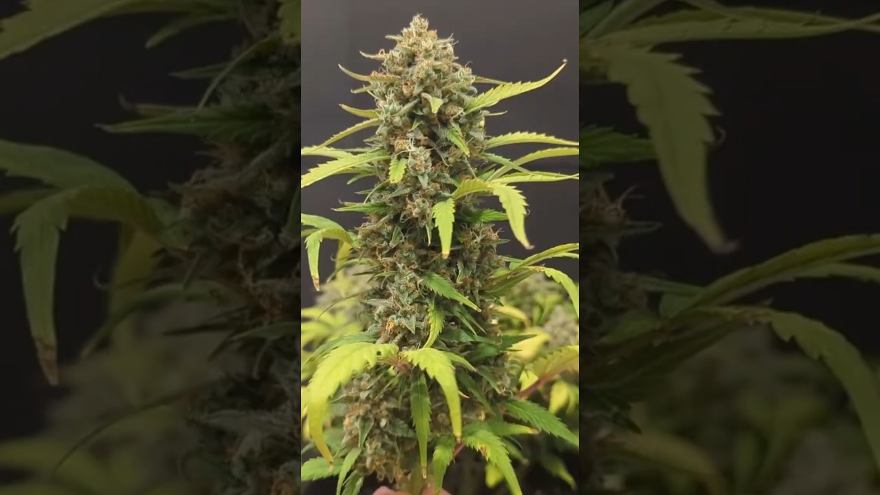 Sweet Mandarine Zkittlez XL Auto de semilla a cosecha, 75 días