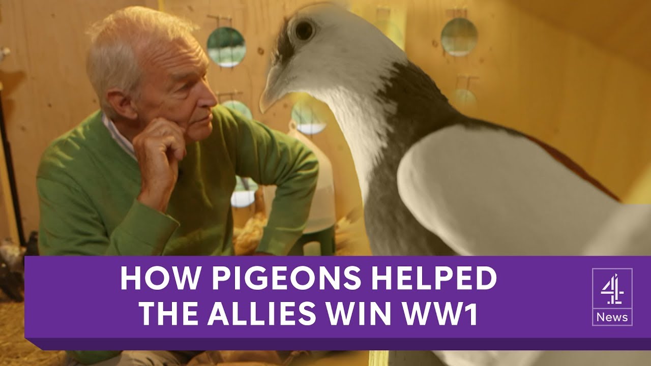 Pigeons: the secret heroes of World War I honoured in art installation
