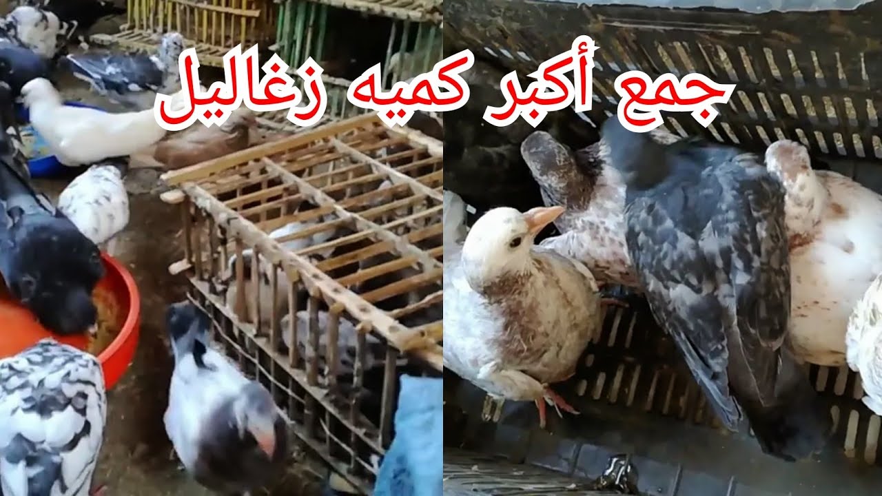 السبب في صغر حجم الزغاليل وجمع اكبر كمية زغاليل وسبب زياده الإنتاج