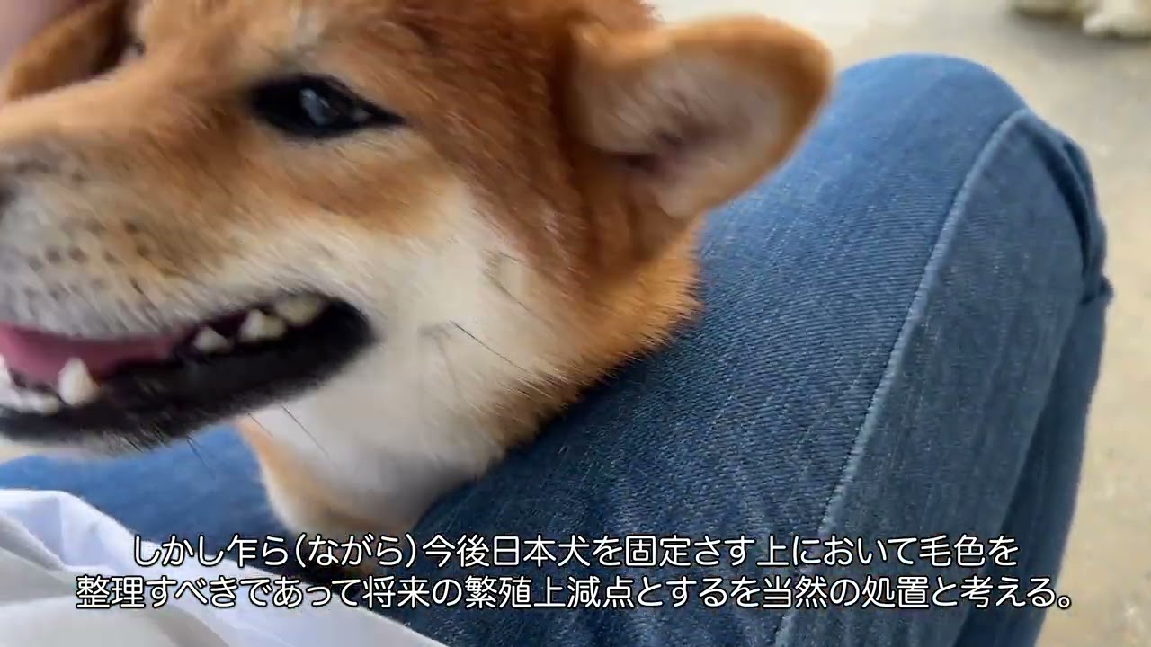 日本犬標準の解説第4弾！