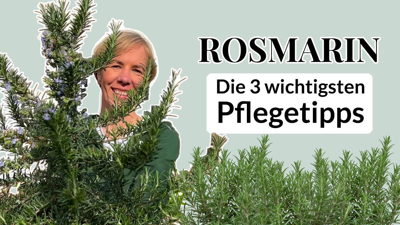 Trendpflanze Rosmarin - Die 3 wichtigsten Pflegetipps für Balkon, Terrasse oder Hochbeet