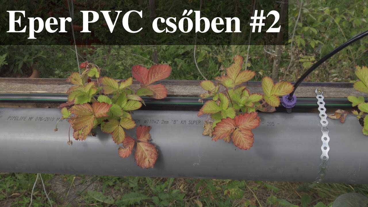 Eper termesztése csövekben #2
