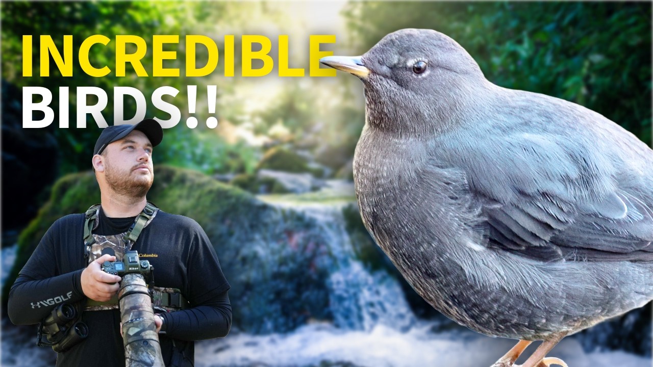 Spring Birding in a Melting Canyon! (Unexpected Finds)