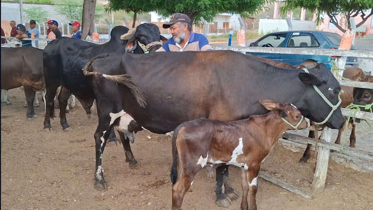 FEIRA DE GADO DE PASSA E FICA-RN 11.01.2026